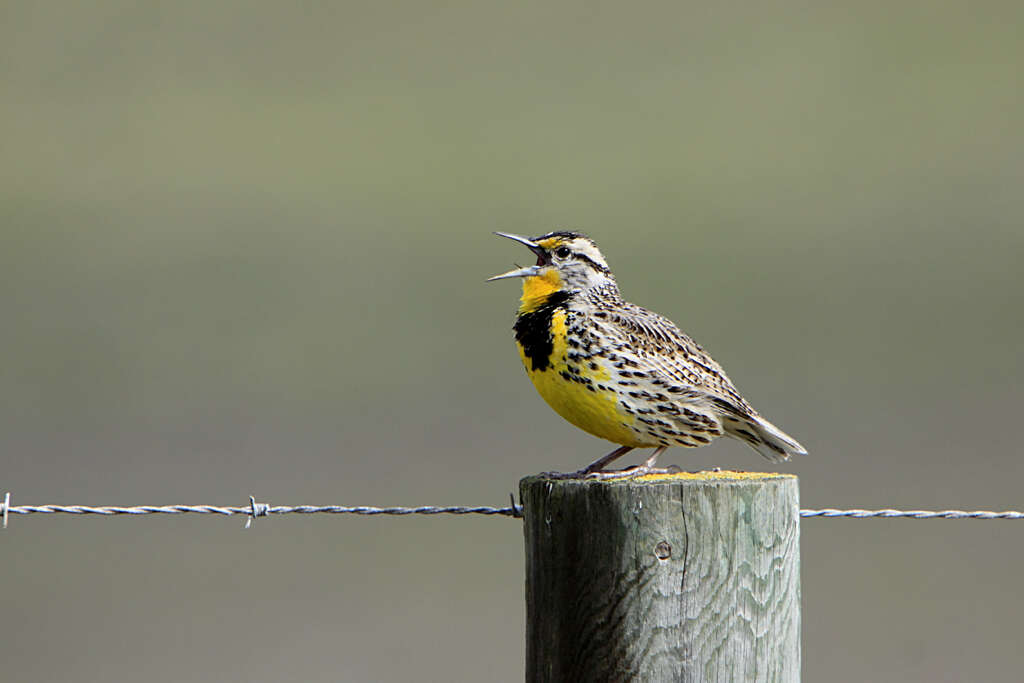 Image of Western Meadowlark