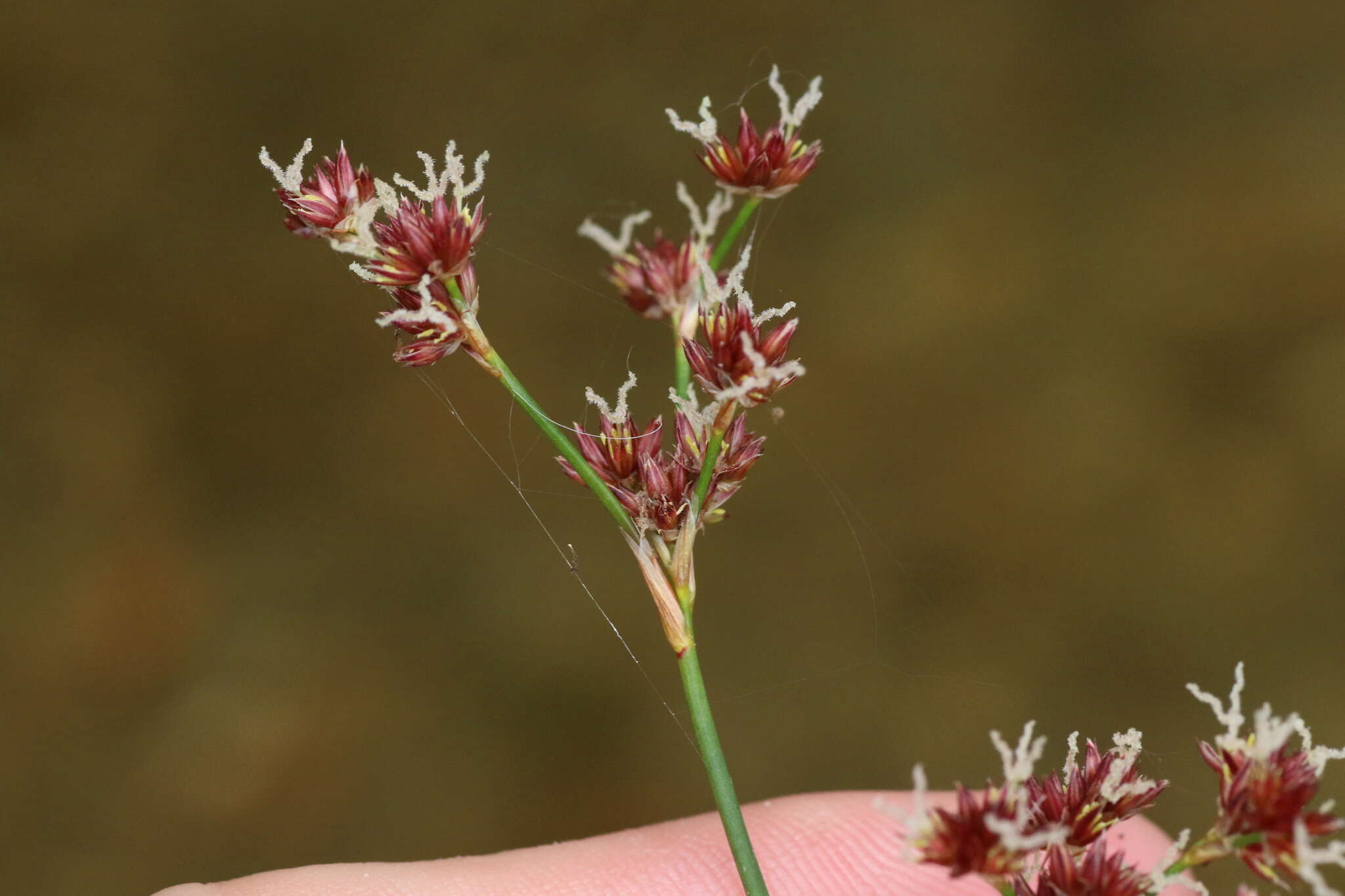 Image of Bayonet Rush