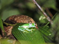 Image of Posada’s Glassfrog