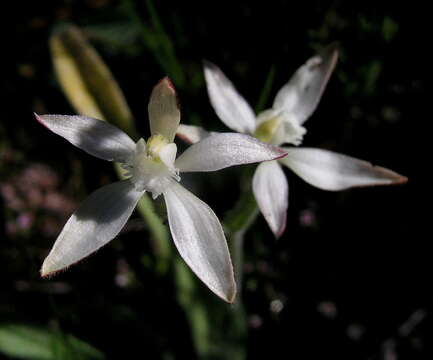 Image of Caladenia marginata Lindl.