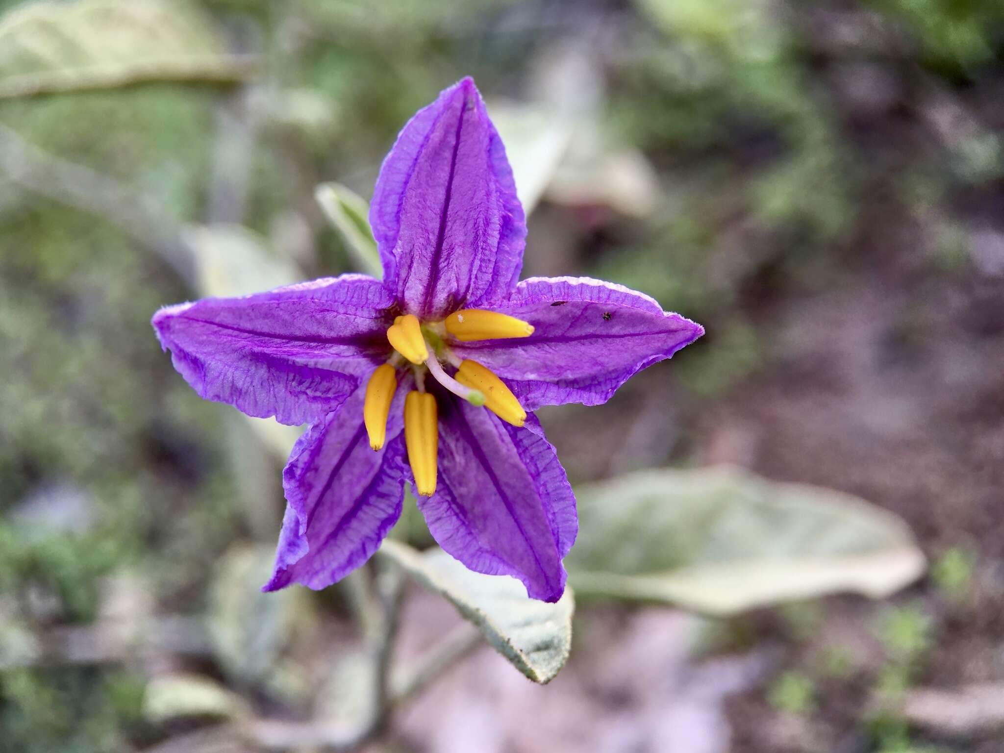 Image of Solanum esuriale Lindl.