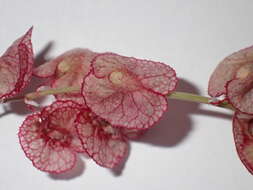 Rumex cyprius Murb. resmi