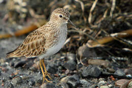 Image of Least Sandpiper