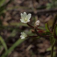 Imagem de Epilobium lactiflorum Hausskn.