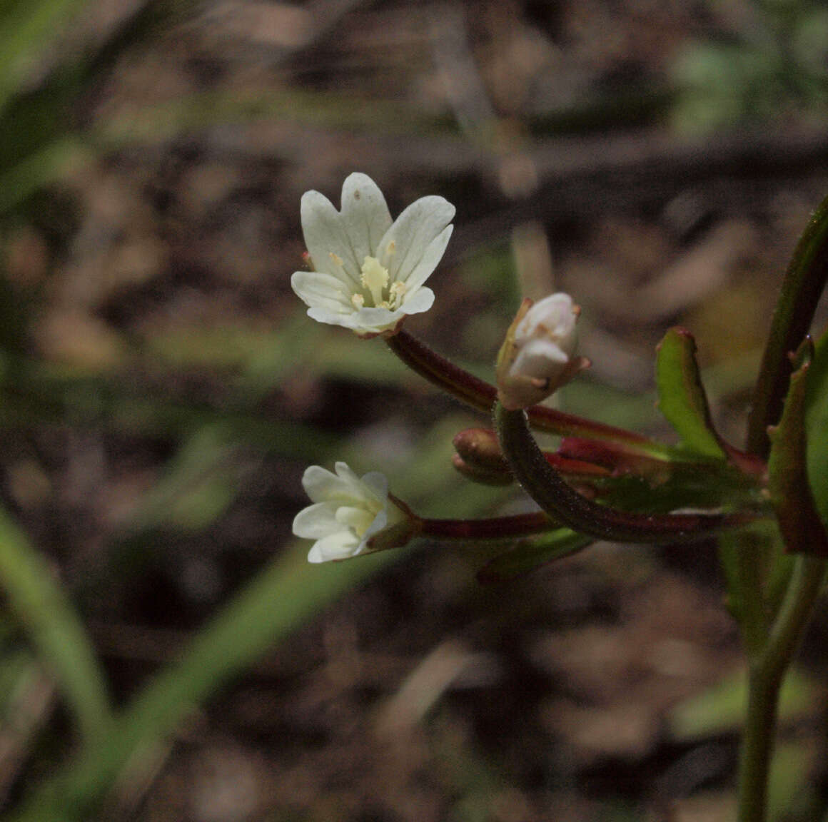 Image of White-Flower Willowherb