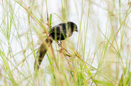 Image of Red-collared Whydah
