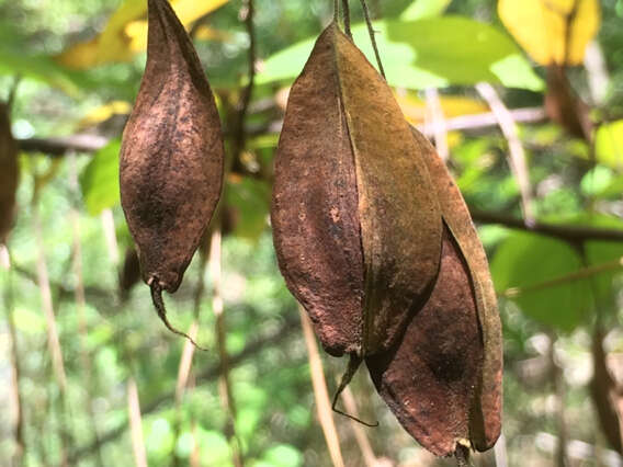 Image de Halesia diptera J. Ellis