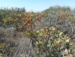 Image of Cotyledon velutina Hook. fil.