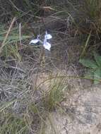 Image of Moraea tripetala subsp. tripetala