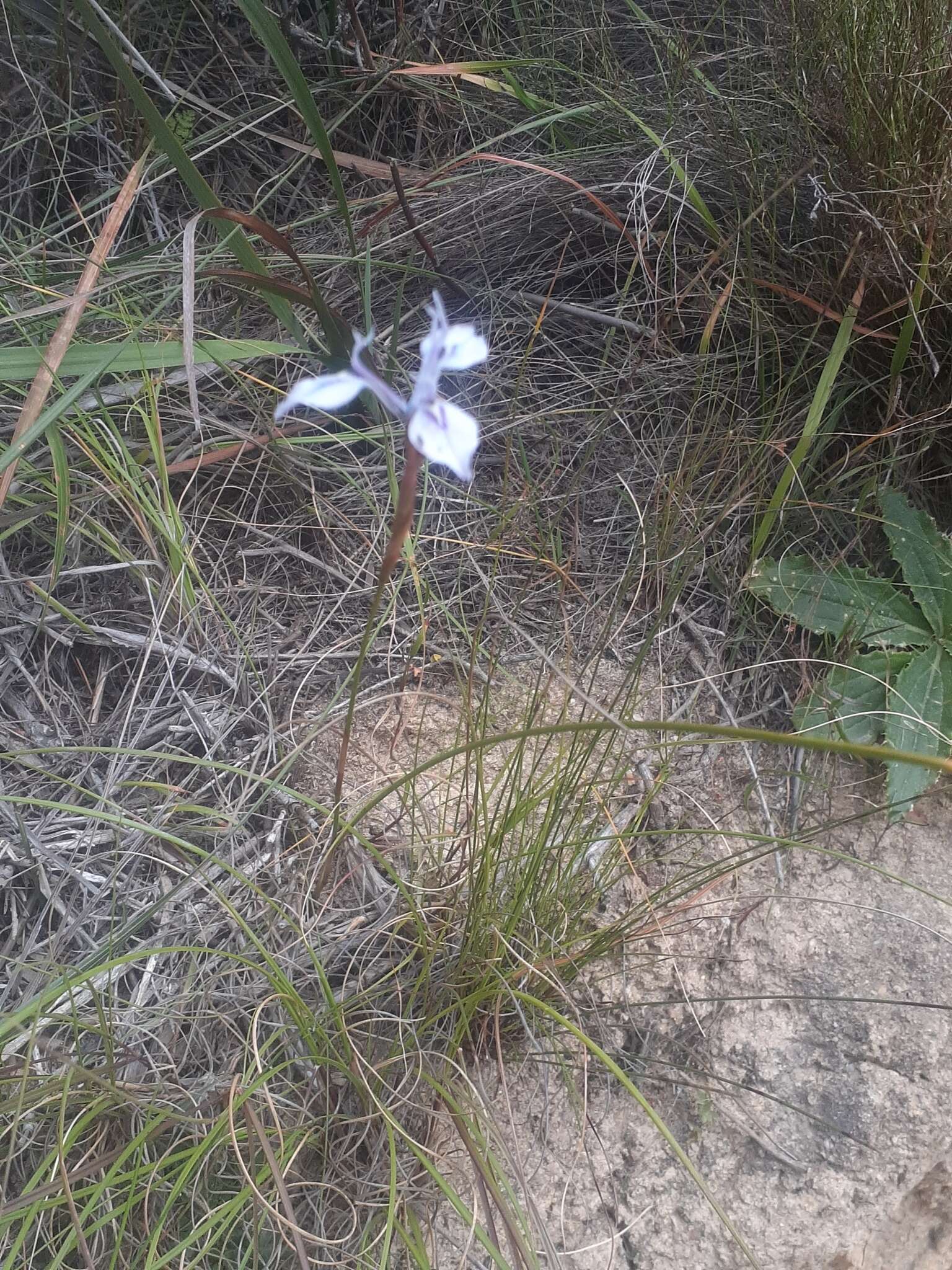 Image of Moraea tripetala subsp. tripetala