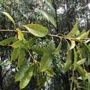 Слика од Lithocarpus brevicaudatus (Skan) Hayata