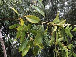 صورة Lithocarpus brevicaudatus (Skan) Hayata