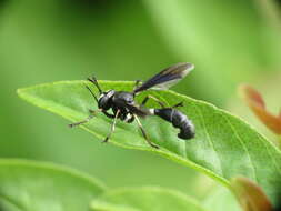 Image of Physocephala tibialis (Say 1829)