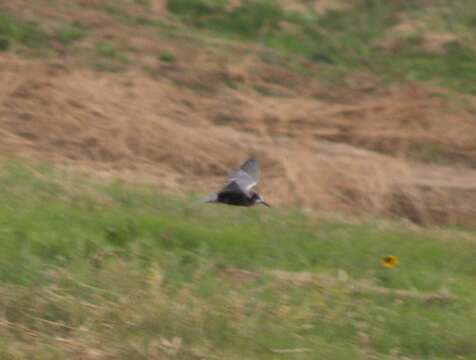 Image of Black Tern