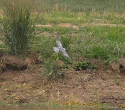 Image of Black Tern