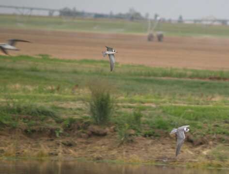 Image of Black Tern