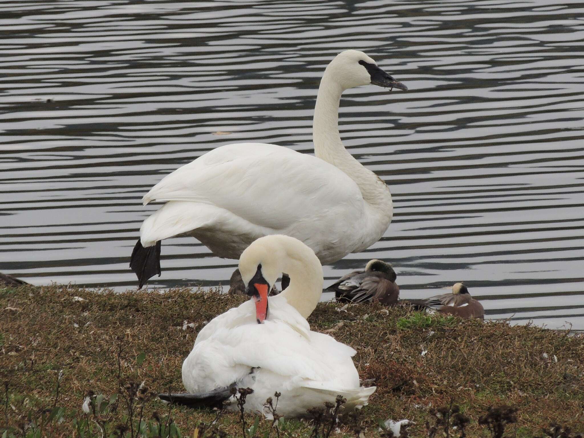 Image of Trumpeter Swan