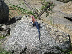 Image of Mwanza Flat-headed Rock Agama