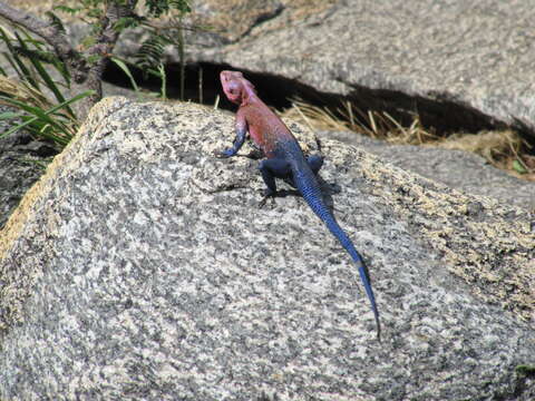 Image of Mwanza Flat-headed Rock Agama