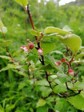 Image of dark-fruited cotoneaster