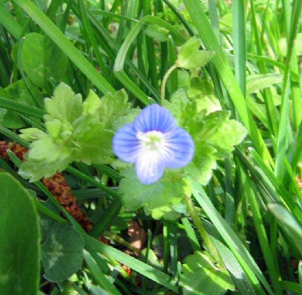 Image of birdeye speedwell