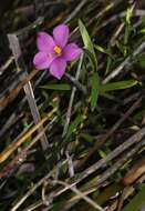 Image of Chironia decumbens Levyns