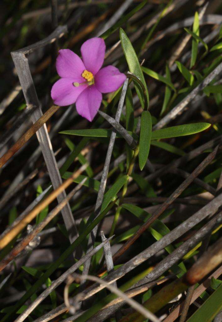 Image of Chironia decumbens Levyns