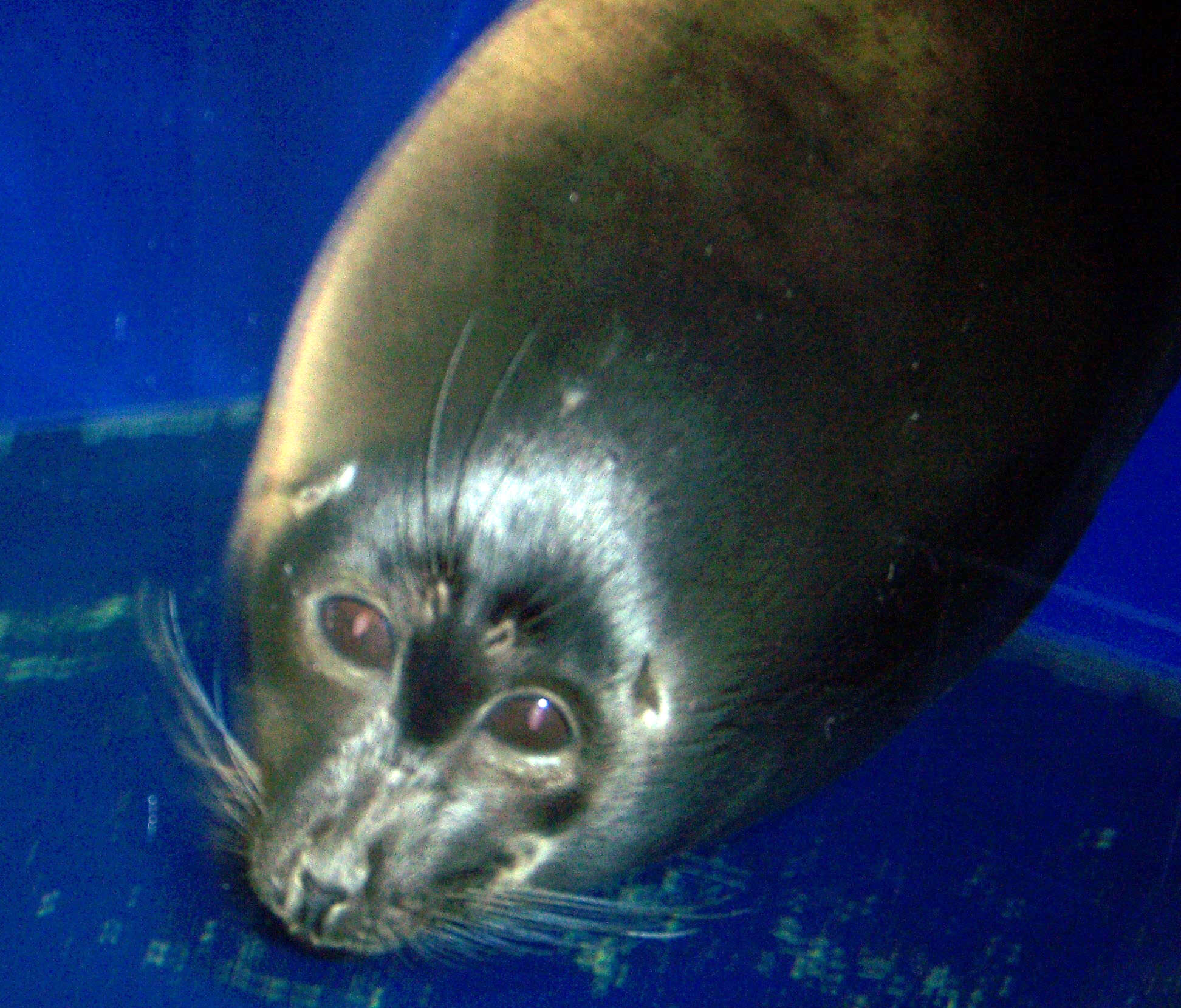 Image of Baikal seal
