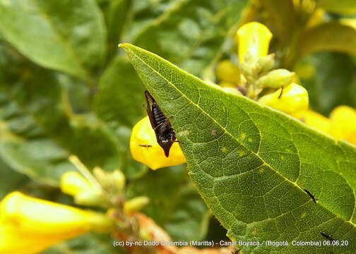 Image of Aconophora mexicana Stål