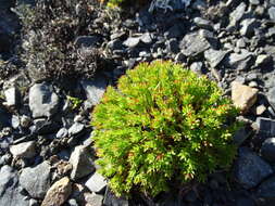 Image of Rhodiola quadrifida (Pallas) Fischer & Meyer