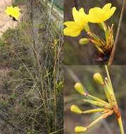 Слика од Bobartia longicyma Gillett