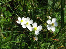 Plancia ëd Ranunculus platanifolius L.