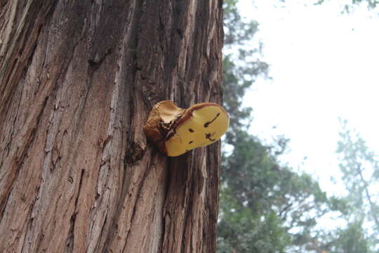 Image of Tyromyces amarus (Hedgc.) J. Lowe 1975