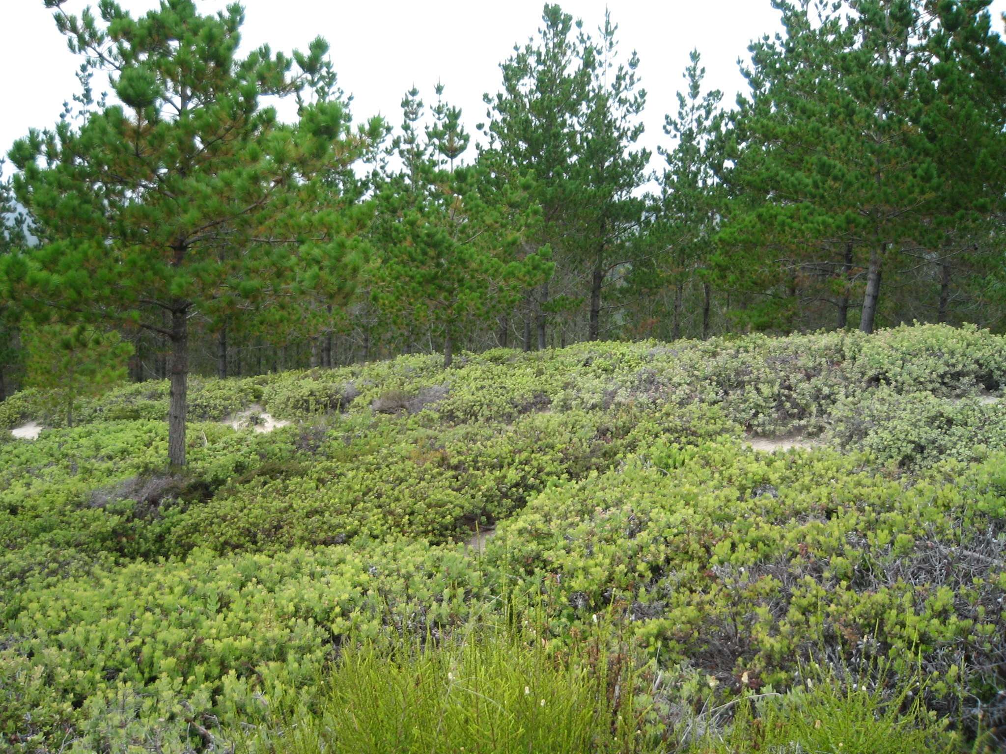 Image of Cedros Island Pine