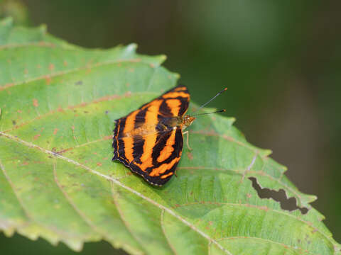 Слика од Symbrenthia hippoclus Cramer 1782