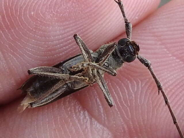 Image of Spined Oak Borer