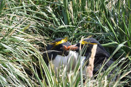 Image of Macaroni Penguin