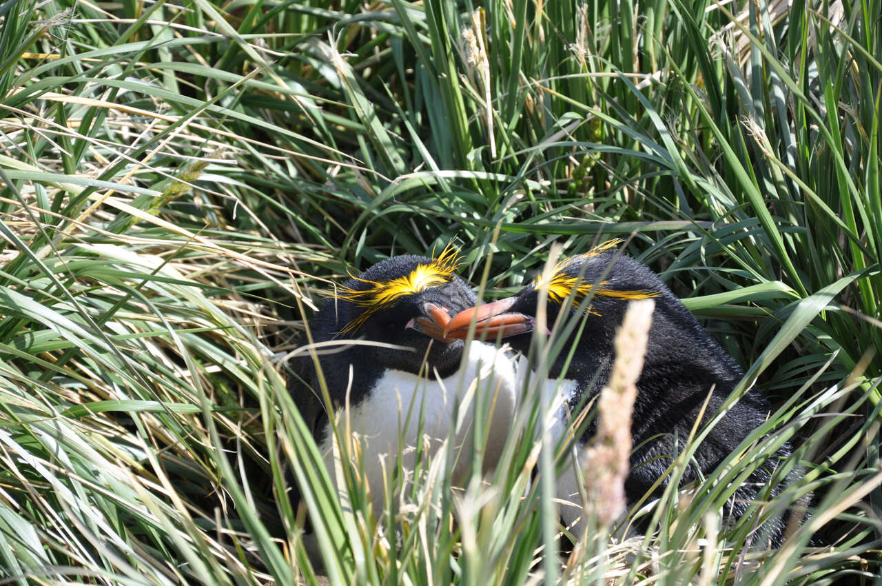 Image of Macaroni Penguin