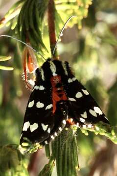 Imagem de Hecatesia thyridion Feisthamel 1839