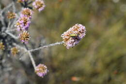 Image of Stoebe capitata Berg.