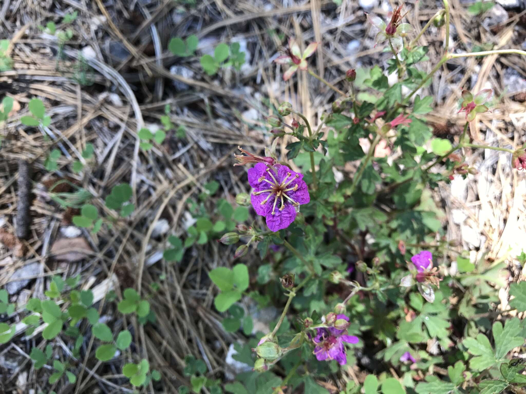 Image of pineywoods geranium