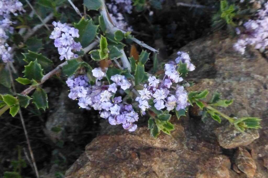 Image of Rincon Ridge ceanothus