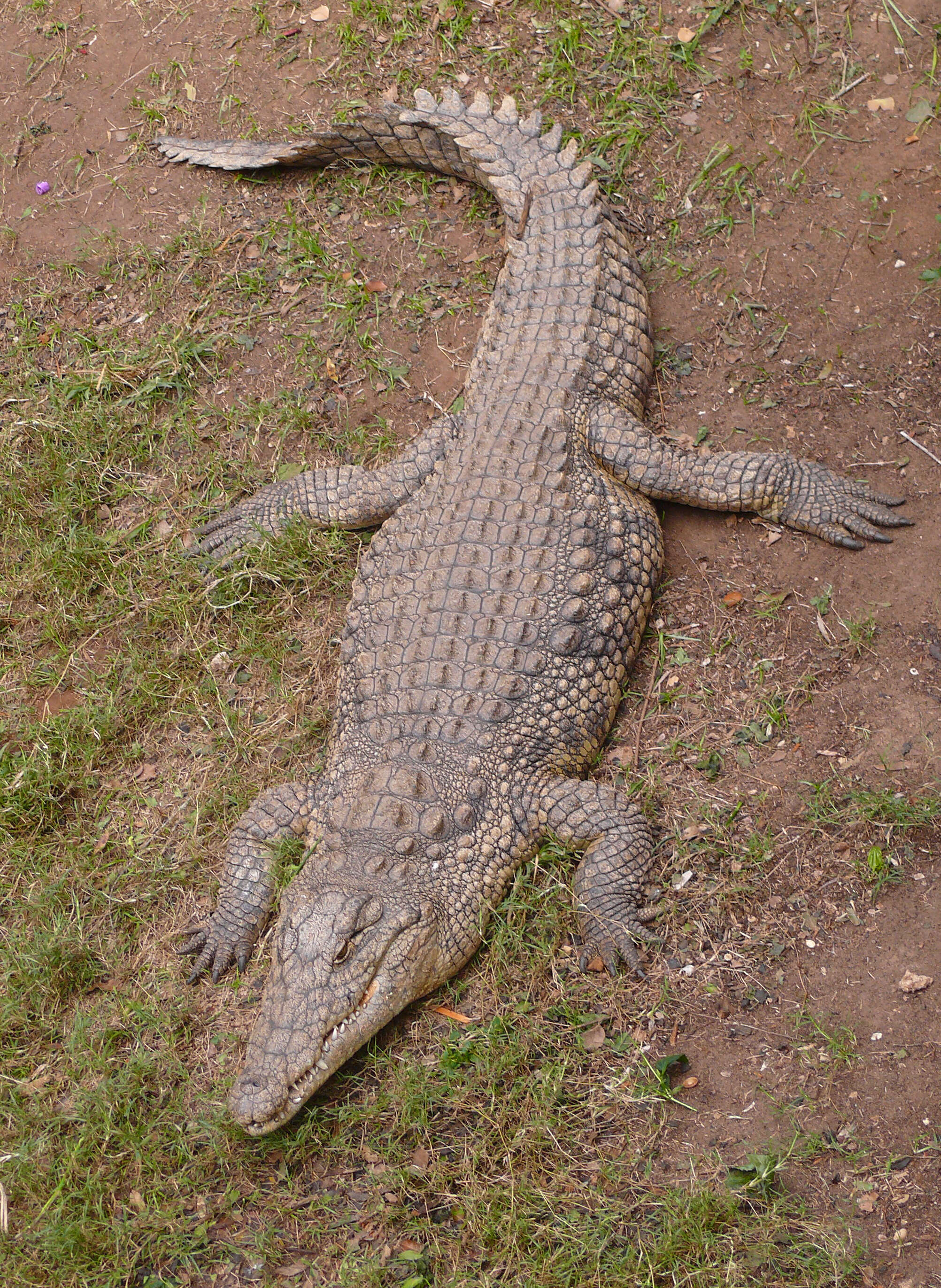 Image of Nile crocodile