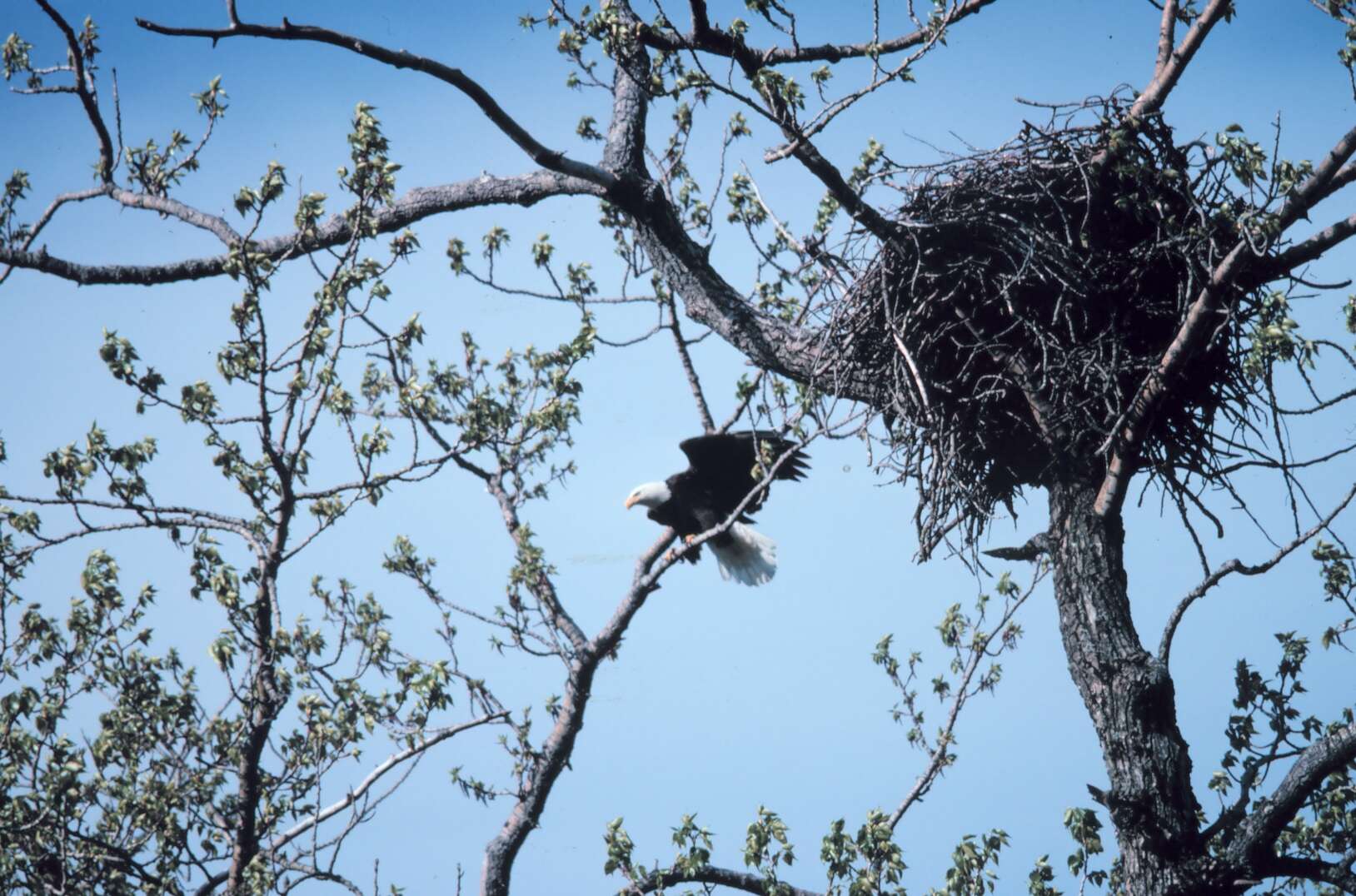 Image of Bald Eagle