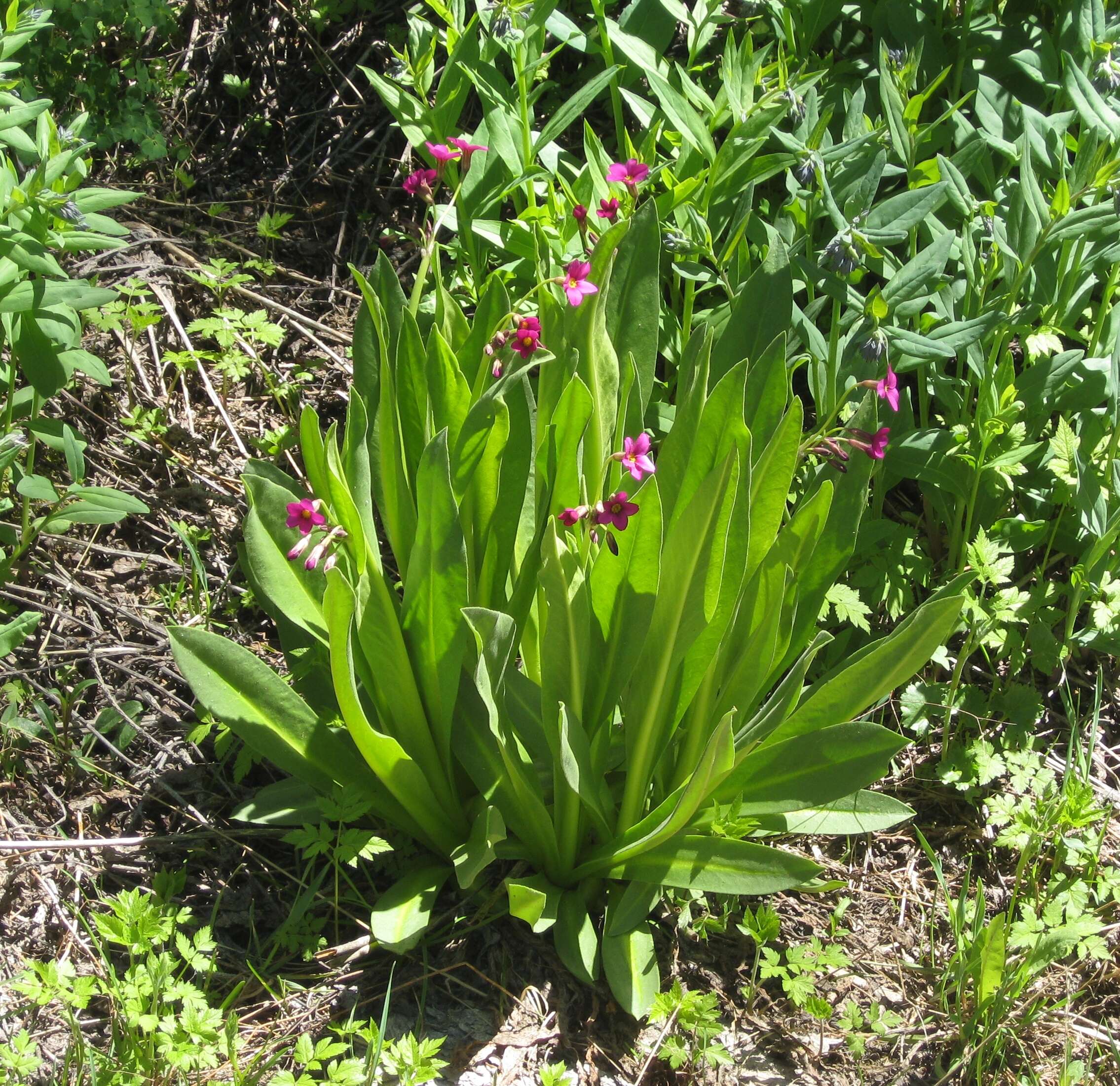 Primula parryi A. Gray resmi