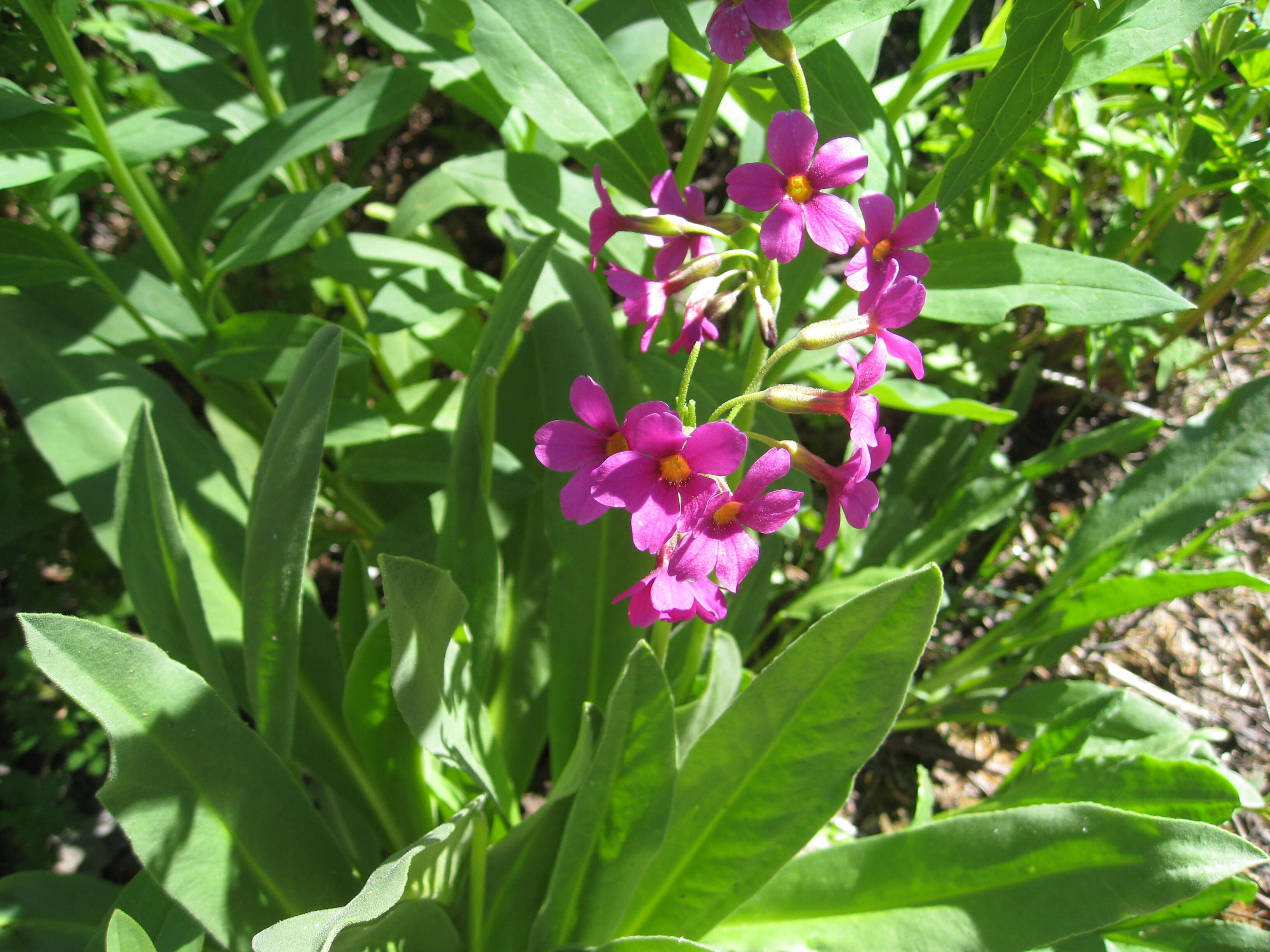 Primula parryi A. Gray resmi