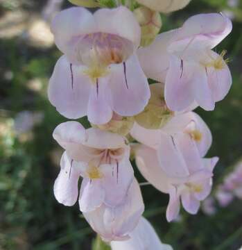 Image of Palmer's penstemon