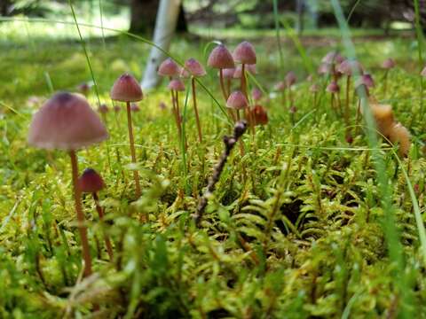 Image of Mycena sanguinolenta (Alb. & Schwein.) P. Kumm. 1871