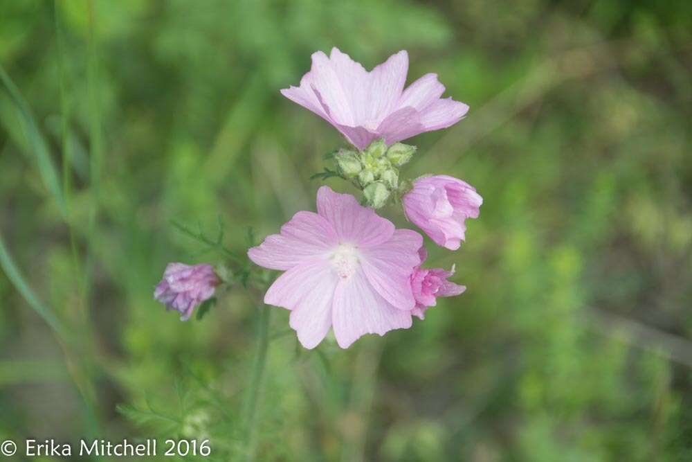 Image of musk mallow