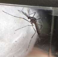 Image of Dengue fever mosquito